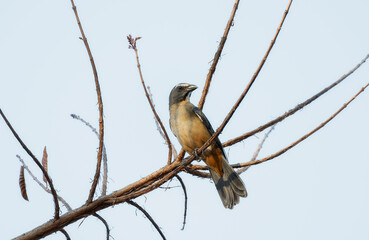 Bluish-gray Saltator (Saltator coerulescens) in Brazil