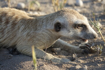 Meerkats at Jack's Camp in Makgadikgadi Salt Pan, Botswana