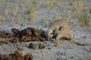 Meerkats at Jack's Camp in Makgadikgadi Salt Pan, Botswana