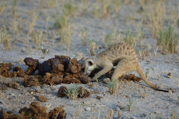 Meerkats at Jack's Camp in Makgadikgadi Salt Pan, Botswana
