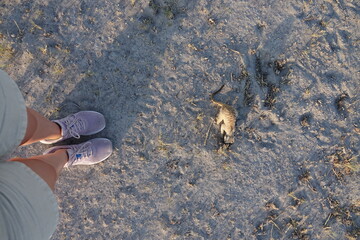 Meerkats at Jack's Camp in Makgadikgadi Salt Pan, Botswana