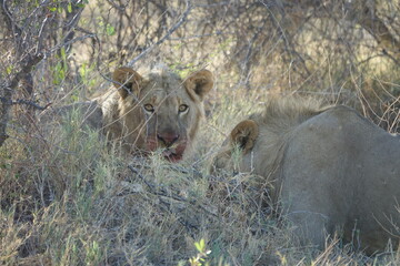 Male Lions with a Zebra kill in Makgadikgadi Salt Pan, Botswana