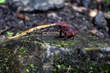red frog green forest