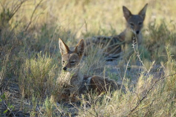 Two Jackals under a bush in Makgadikgadi Salt Pans, Botswana