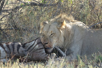 Male Lions with a Zebra kill in Makgadikgadi Salt Pan, Botswana