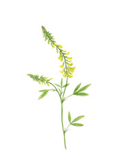 Melilot. Watercolor illustration of yellow Melilotus, family Fabaceae. Isolated on trasperent background.