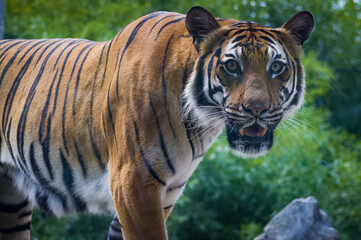 Malayan Tiger as zoo specimen.