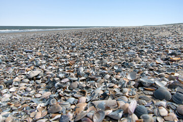 Muschelbank am Strand, Nordseeinsel Langeoog