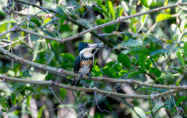 Fototapeta premium Green Kingfisher (Chloroceryle americana) in Brazil