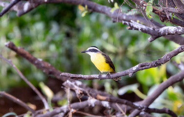 Lesser Kiskadee (Pitangus lictor) in Brazil