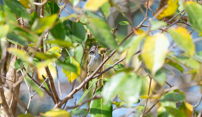 Fototapeta premium Pearly-vented Tody-Tyrant (Hemitriccus margaritaceiventer) in Brazil