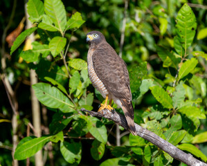Juvenile Road-side Hawk (Rupornis magnirostris) in Brazil