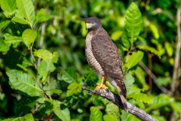 Fototapeta premium Juvenile Road-side Hawk (Rupornis magnirostris) in Brazil