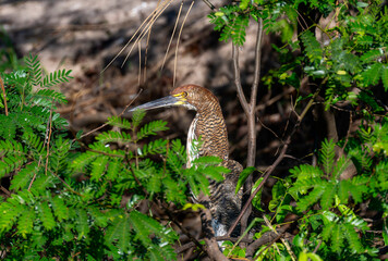 Fototapeta premium Juvenie Rufescent Tiger-Heron (Tigrisoma lineatum) in Brazil