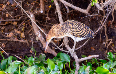 Juvenie Rufescent Tiger-Heron (Tigrisoma lineatum) in Brazil
