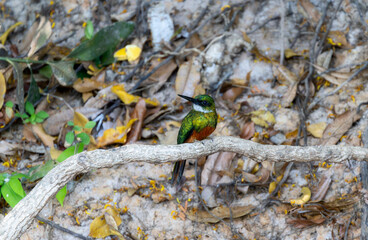 Rufous-tailed Jacamar (Galbula ruficauda) in Brazil