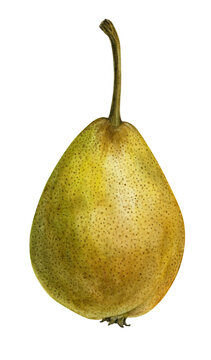 Yellow ripe pear. Watercolor botanical illustration of a pear on transparent background.