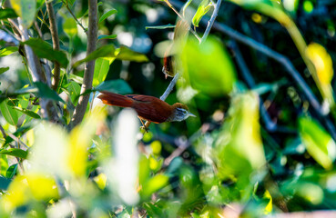 Rusty-backed Spinetail (Cranioleuca vulpina) in Brazil