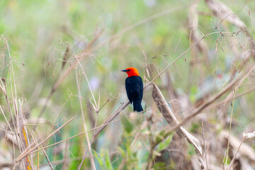 Scarlet-headed Blackbird (Amblyramphus holosericeus) in Brazil