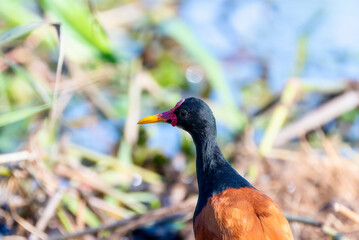 Obraz premium Adult Wattled Jacana (Jacana jacana) in Brazil