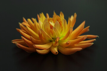 Fototapeta premium Dahlia flower head against a dark background. Petals of an yellow Dahlia flower. Floral macro. Beautiful Dahlia in bloom. Big autumn flowers on black. Floral abstract background. Greeting card.