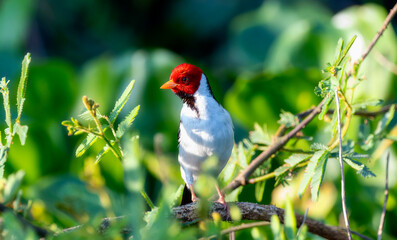Yellow-billed Cardinal (Paroaria capitata) in Brazil