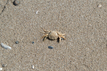 Eine Strandkrabbe, Nordseeinsel Langeoog