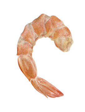 Tiger shrimp. Watercolor illustration of a pink boiled shrimp.