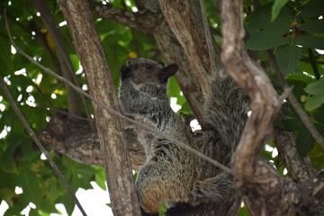 cute squirrel