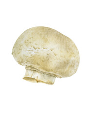 White champignon. Watercolor ilustration of a champignon mushroom on transparent background. Hand-drawn realistic botanical illustration.