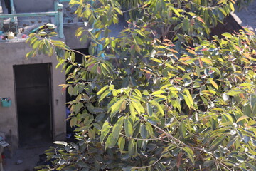 tree in house
