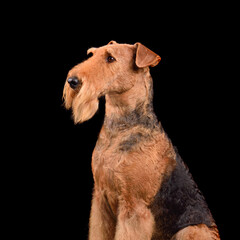 Portrait of  Airedale Terrier dog