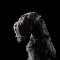 Silhouette of black schnauzer dog - obrazy, fototapety, plakaty