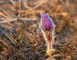 Spring flower dream grass at sunset.