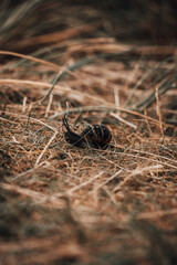 Snail