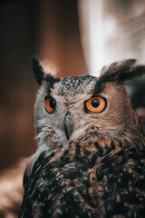 Great owl