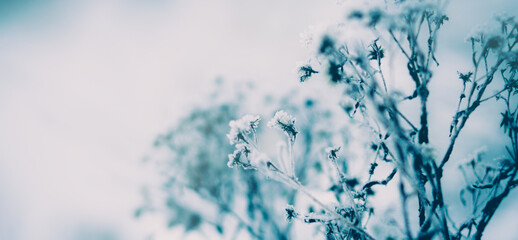 Flowers on thin stems froze and frosted in a snowy field on a cold winter day. Frost and nature....