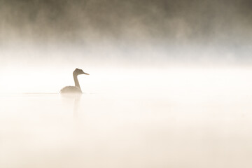 Bird in the fog on a lake