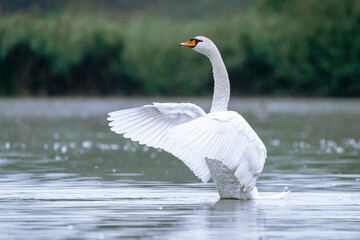 swan on the lake