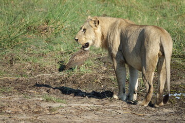 Male lion in the Khwai region of the Okavango Delta after they made a buffalo kill, Botswana