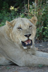 Male lion in the Khwai region of the Okavango Delta after they made a buffalo kill, Botswana