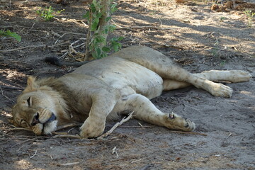 Male lion in the Khwai region of the Okavango Delta after they made a buffalo kill, Botswana
