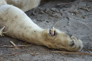 Male lion in the Khwai region of the Okavango Delta after they made a buffalo kill, Botswana