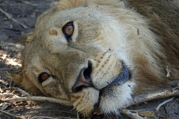 Naklejka premium Male lion in the Khwai region of the Okavango Delta after they made a buffalo kill, Botswana