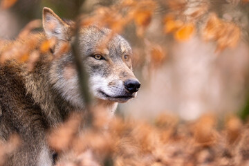 Fototapeta premium wolf in the forest