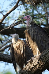 Vultures sitting on a tree in the Okavango Delta, Botswana
