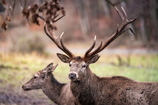 deer in the woods © Michael Kaufmann