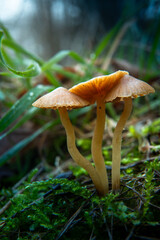 mushroom in the forest