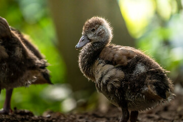 duck in the woods