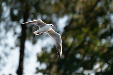 seagull in flight